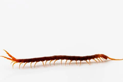 Centipede side Foto stock