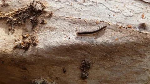 A centipede on a tree trunk Stock-Footage 133202231