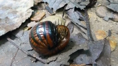 Centipede tries to get back on its feet Stock Footage 83091873