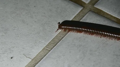 Centipede walking at night Stock Footage 126551185