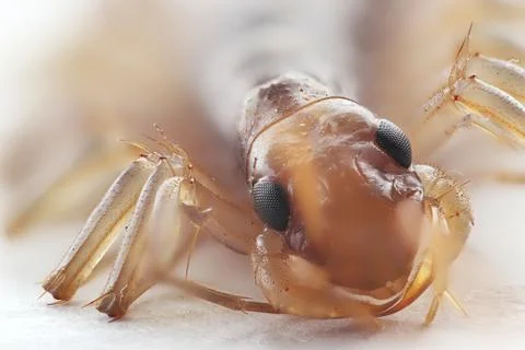 Centipede on white background in macro scale Stockfoto's