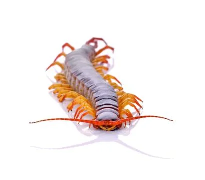 Centipede on white background Stock Photos