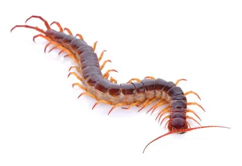 Centipede on white background Stock Photos