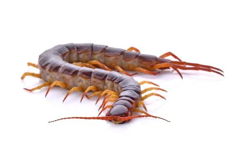 Centipede on white background Foto stock