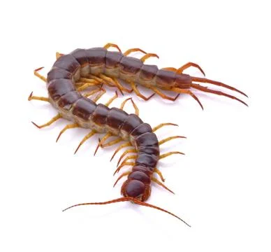 Centipede on white background Stock Photos