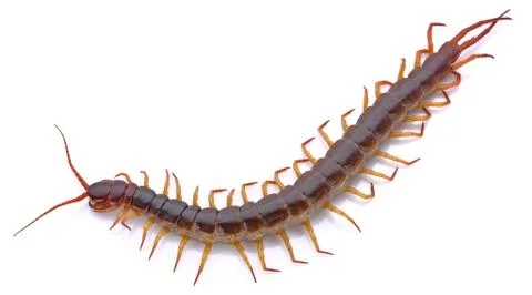 Centipede on white background Stock Photos