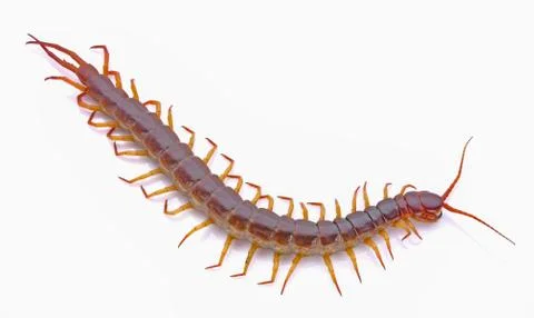 Centipede on white background Stock Photos
