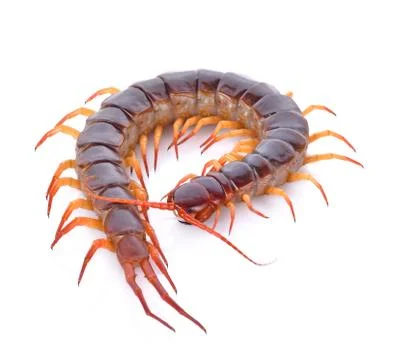 Centipede on white background Foto stock