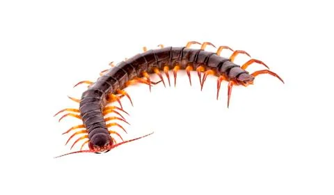 Centipede on white background Stock Photos