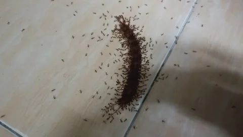 Centipede/EVERGREENNATURE Stock Footage 313459365