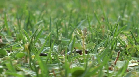 CENTIPEDE.mp4 Stock Footage 21424401