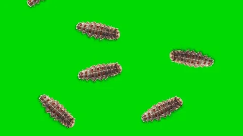 Centipedes Insects Crawling on Green Screen  Chroma Key Bug Animation Stock Footage 309444533