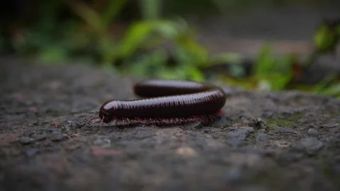 Centipedes in the jungle Stock Footage 270687169