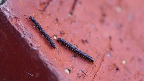 Centipedes on the march Stock Footage