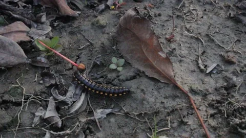 Centipedes  moving on the ground 스톡 동영상 161111227