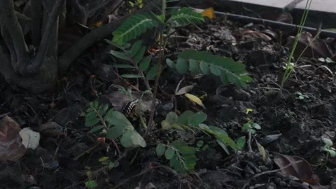 Centipedes moving on ground 스톡 동영상 161113401