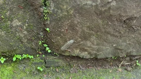 Centipide Walking On A Mossy Rock Stock Footage 249238766