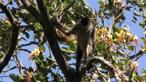 Central America Spider Monkey Climbing Crawling Tail Over Shoulder in Tree Vídeo Stock 134478763