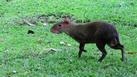 Central American Agouti Walking on Grass in Panama Video stock 343032080
