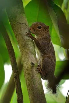 Central American dwarf squirrel, also Alfaro s pygmy squirrel - Microsciurus  Stock Photos