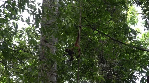 Central American Spider Monkey climbing tree in lowland rainforest zooming in Stock Footage 113875441
