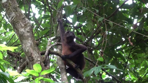 Central American Spider Monkey hang in tree looking around Stock Footage 113875526
