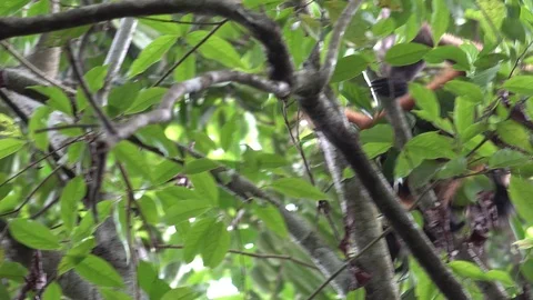 Central American Spider Monkey move in rainforest tree in the undergrowth Video stock 113620177