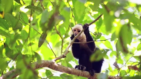 Central American Spider Monkey (saimiri oerstedii) Eating and Feeding on Leaves Stock Footage 202254661