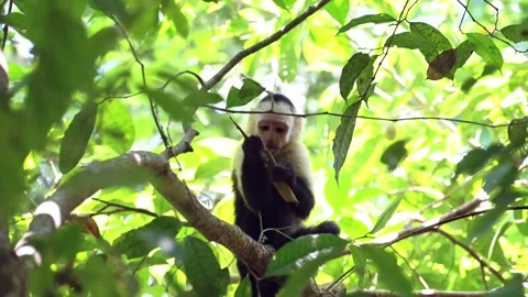 Central American Spider Monkey (saimiri oerstedii) Eating and Feeding on Leaves Stock Footage 202254792