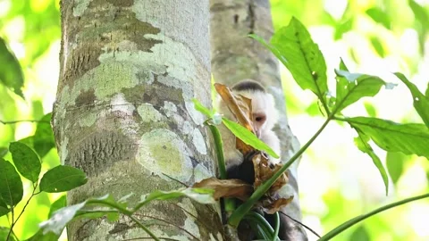 Central American Spider Monkey (saimiri oerstedii) Eating and Feeding on Stock Footage 202298331