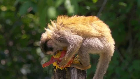 Central American Squirrel Monkey eating a mango in Manuel Antonio National Stock Footage 95289344