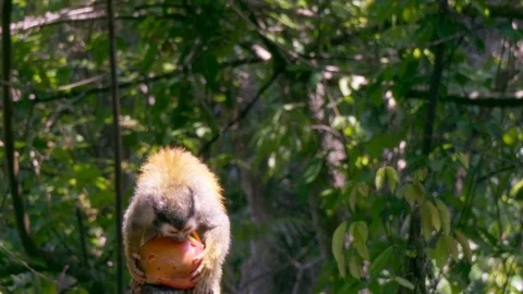 Central American squirrel monkey eating fruit in a Costa Rica jungle Stock Footage 95318145