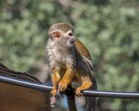 Central American squirrel monkey. Exotic monkeys in the Monkey Forest in Yodf Stock Photos