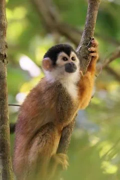 Central American Squirrel monkey perched in Corcovado National Park, Costa Rica Stock Photos