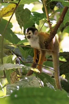 Central American Squirrel monkey perched in Corcovado National Park, Costa Rica Stock Photos