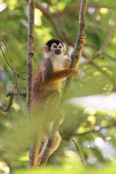 Central American Squirrel monkey perched in Corcovado National Park, Costa Rica Stock Photos