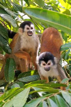 Central American Squirrel monkey perched in Corcovado National Park, Costa Rica Stock Photos
