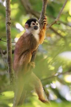 Central American Squirrel monkey perched in Corcovado National Park, Costa Rica Stock Photos