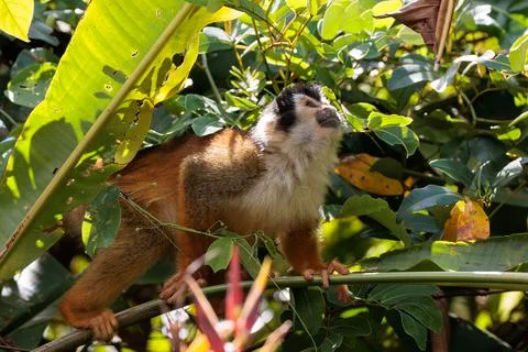 Central American Squirrel monkey perched in Corcovado National Park, Costa Rica Stock Photos