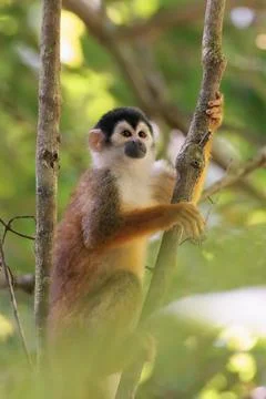 Central American Squirrel monkey perched in Corcovado National Park, Costa Rica Stock Photos