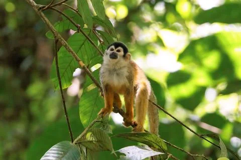 Central American Squirrel monkey perching on a branch looking upward Costa Rica Stock Photos