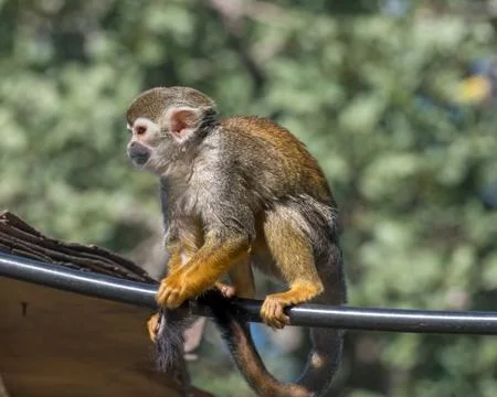 Central American squirrel monkey, red-backed squirrel monkey. Exotic monkeys  Stock Photos