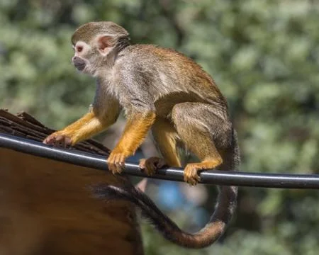 Central American squirrel monkey, red-backed squirrel monkey. Exotic monkeys  Foto stock