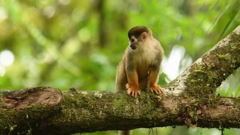 Central American squirrel monkey - Saimiri oerstedii also red-backed squirrel mo Stock Footage 154574914