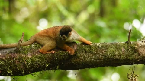 Central American squirrel monkey - Saimiri oerstedii also red-backed squirrel mo Stock Footage 154574938