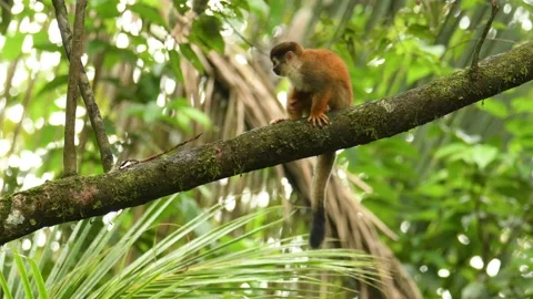 Central American squirrel monkey - Saimiri oerstedii also red-backed squirrel mo Stock Footage 154574963