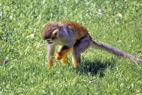 Central American squirrel monkey, Saimiri oerstedii, red-backed squirrel monk Stock Photos