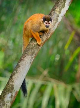 Central American squirrel monkey - Saimiri oerstedii also red-backed squirrel Stock Photos