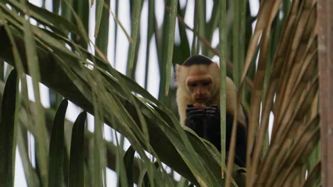 Central American white-faced capuchin monkey eating a palm fruit Stock Footage 287825256