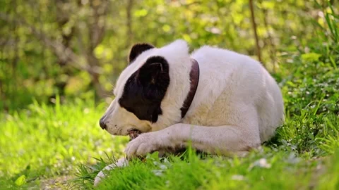 The Central Asian Shepherd Dog gnaws a stick while on the grass, 4k footage Stock Footage 285547264